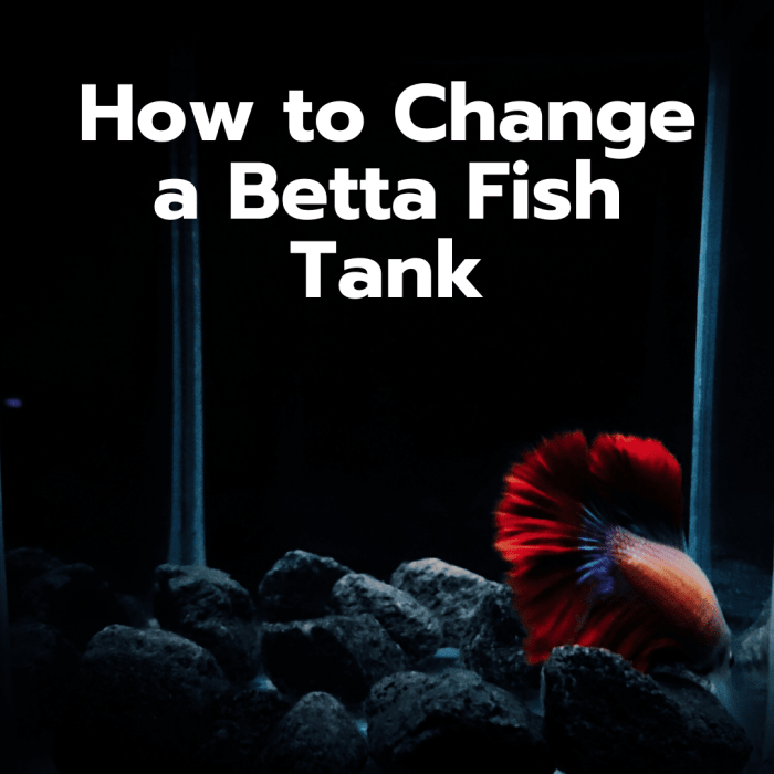 Como Mudar a Água em um Tanque de Peixes Betta