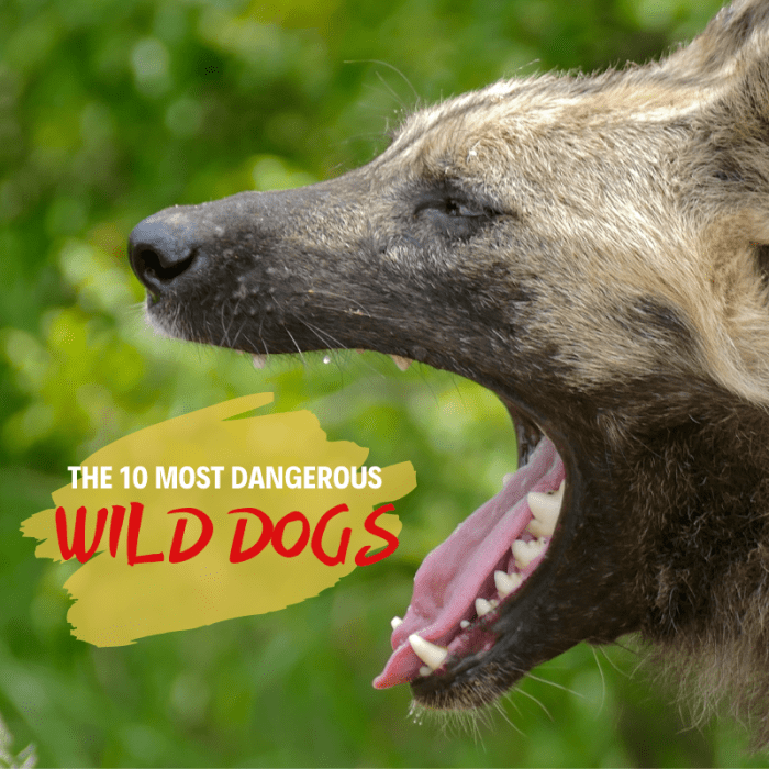 Dogs have been domesticated for thousands of years, but certain breeds still roam the wilds in packs like their lupine ancestors.