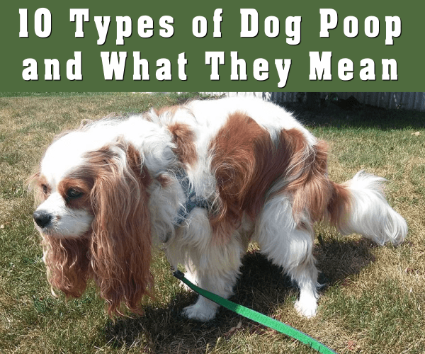 10 Types Of Dog Poop And What They Mean Pethelpful By Fellow Animal