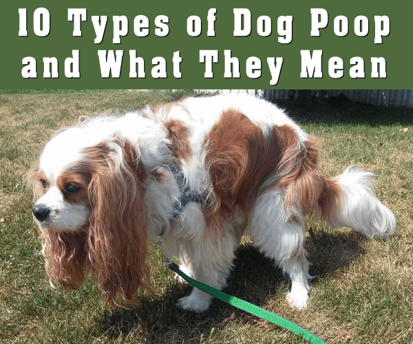 10 Types of Dog Poop and What They Mean PetHelpful By fellow animal