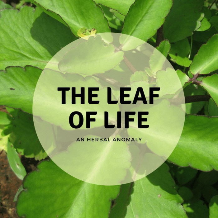 Leaf of Life Where It Grows and How to Use It RemedyGrove Holistic