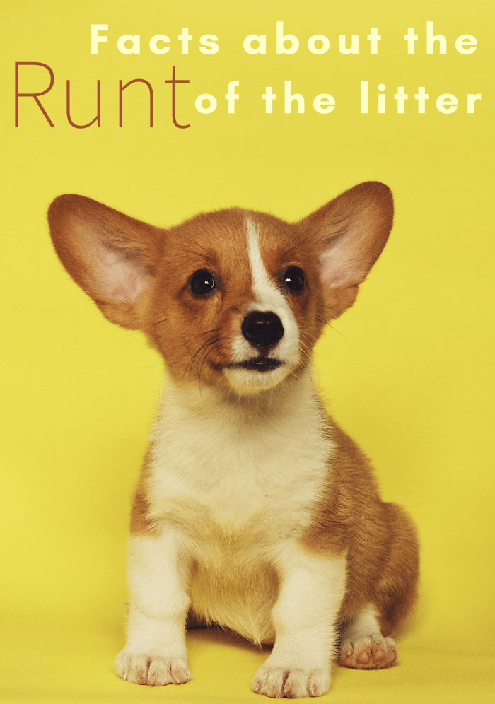 What makes a runt a runt? Can they survive and thrive as well as other puppies? Read on to learn the answers to these questions and more.