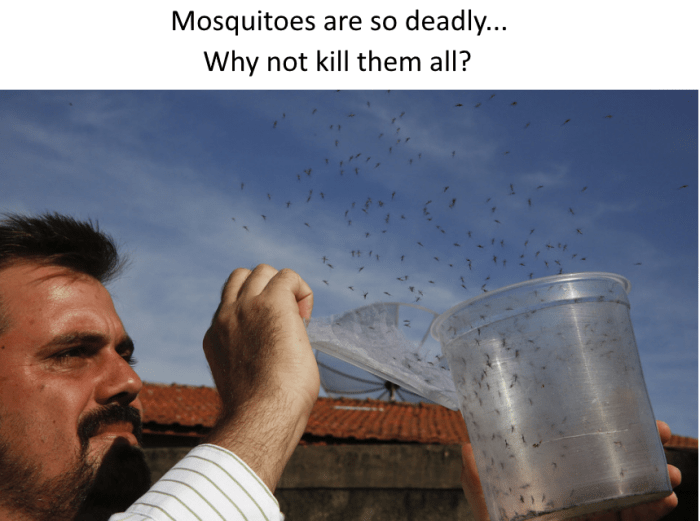 The death toll from diseases carried by mosquitoes is so huge that scientists are working on a radical idea. Why not eradicate them? Mosquitoes kill more humans than any other animal and were linked to roughly 500,000 deaths in 2015.