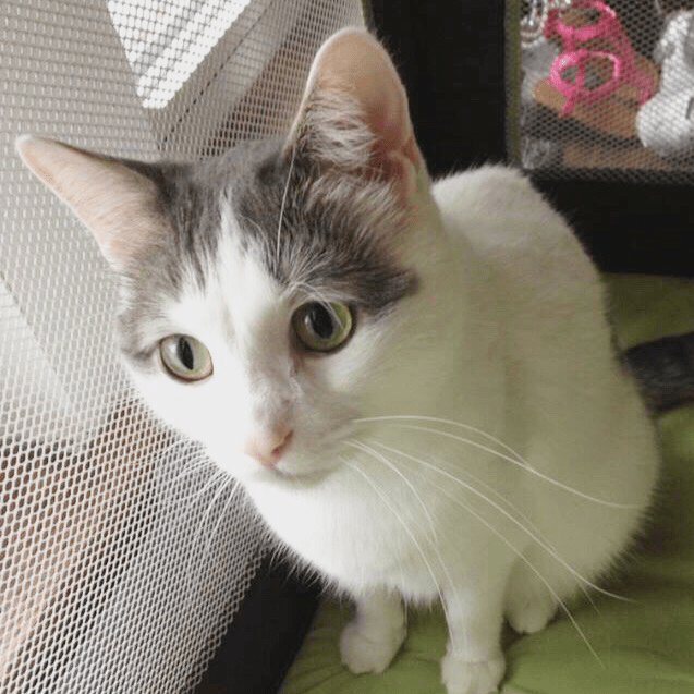 Cats make such wonderful companions, but they can start biting if something is irking them.