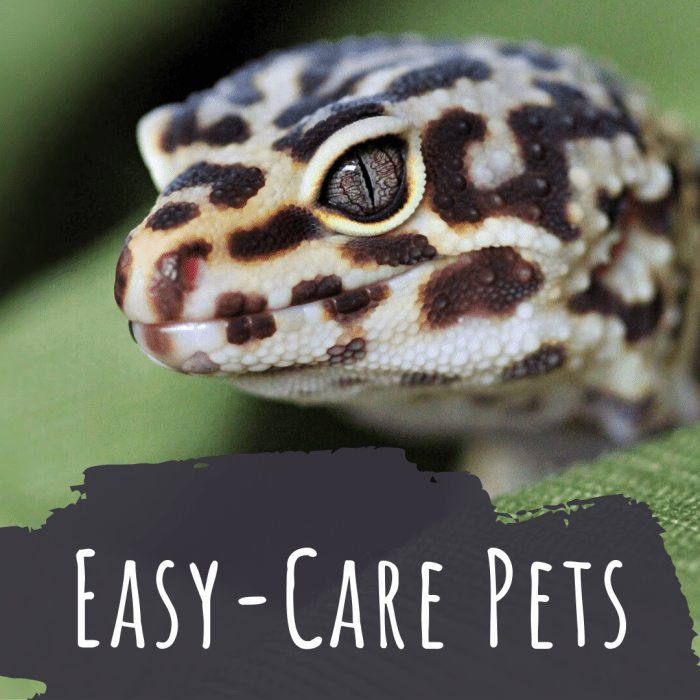 10 Small, LowMaintenance Pets That Are Easy to Take Care Of