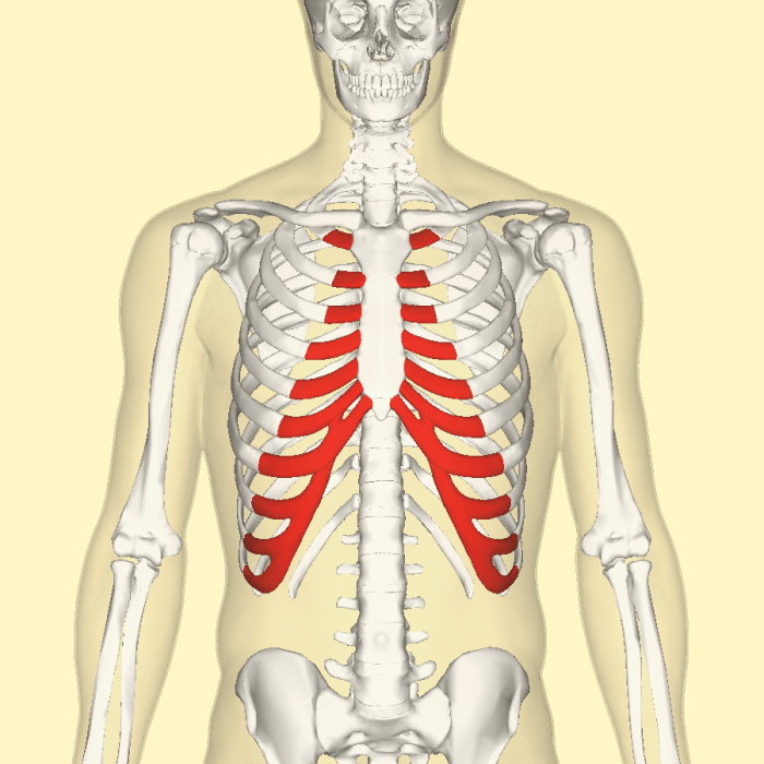Costal cartilages (shown in red).