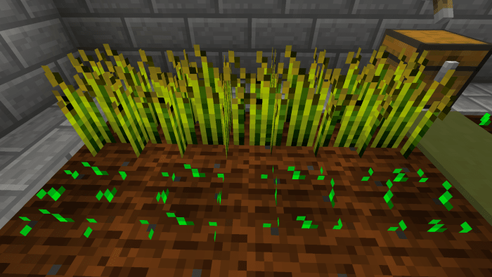 The bottom row of wheat seeds were just planted while the top are fully grown.