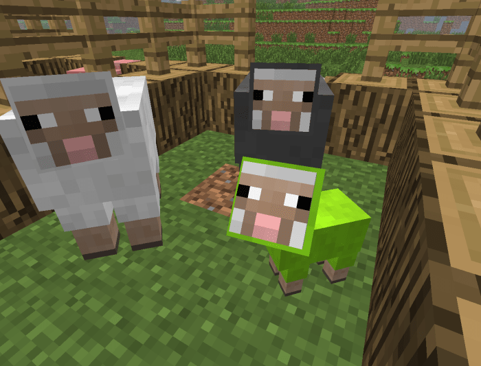 A sheep's wool can be dyed different colors before it is sheared and gathered!