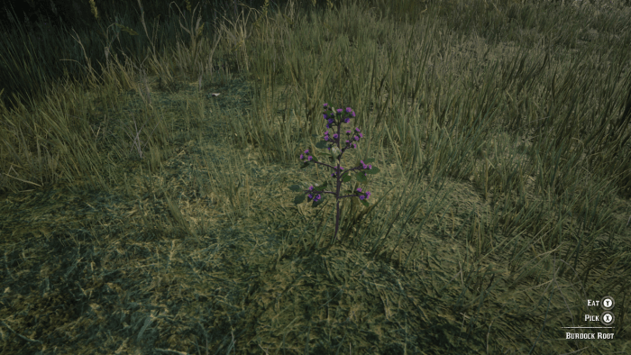 This is Burdock Root which also grows around the water's edge (just not as often as Common Bulrush). Collect this as well to craft Potent Bitters with Hummingbird Sage. Also make sure to have a full stock of this in your Inventory for later.