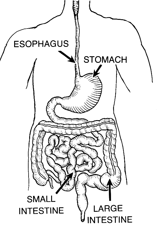 The digestive system