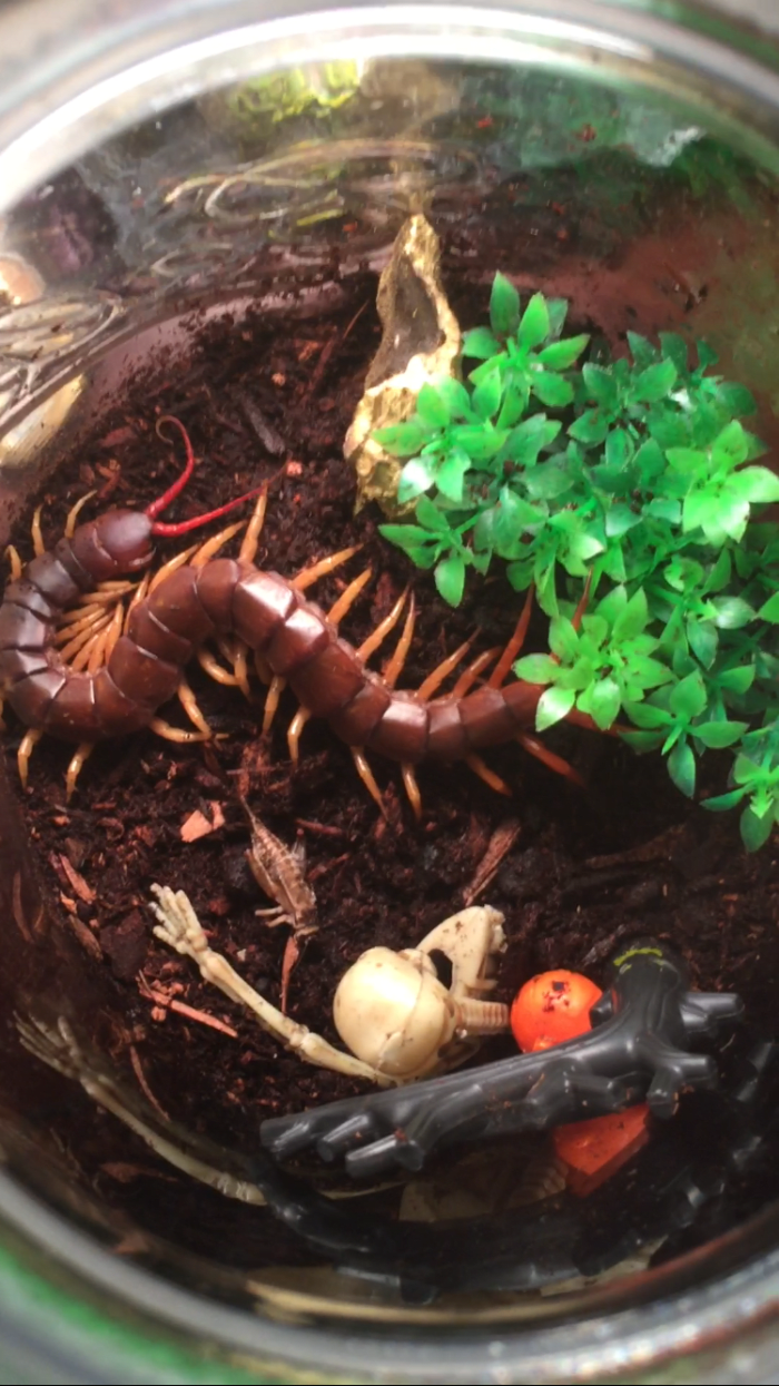 Henry "Chaw" Bankshaft: an ill-tempered centipede that wants nothing more than to murder me in my sleep.