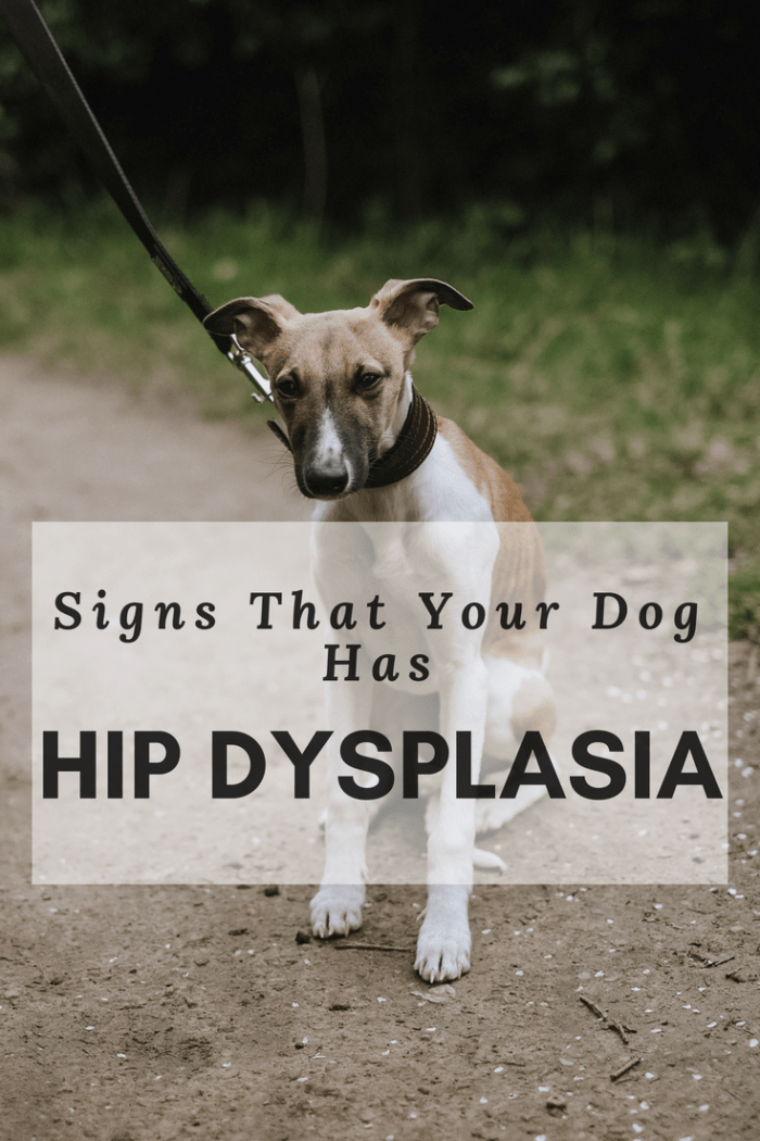 How to Tell If Your Dog Has Hip Dysplasia - PetHelpful - By fellow