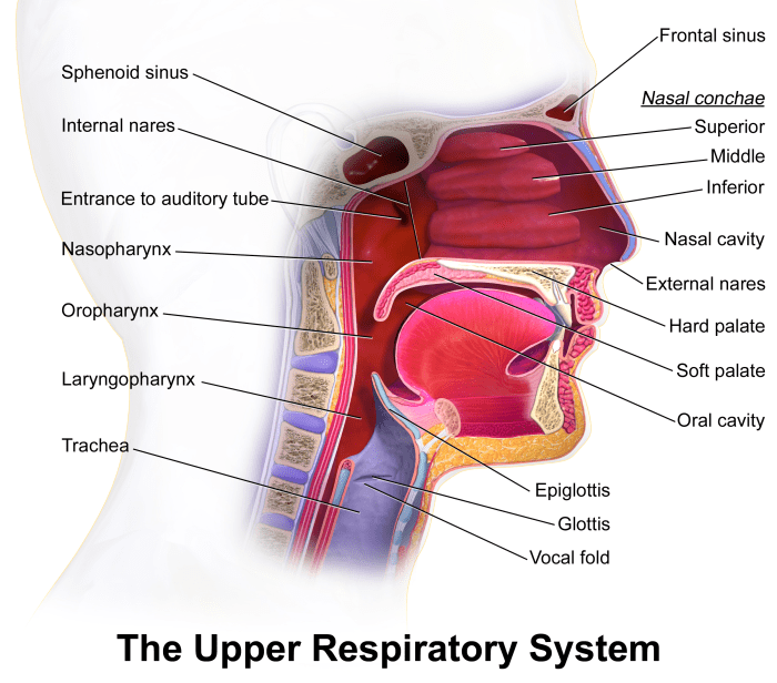 Upper Respiratory System Diagram
