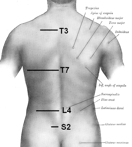 S2 is the area in which many walking muscles connect to the back of the pelvic cradle. The iliac crest is the other easily accessible spot where many muscles connect.