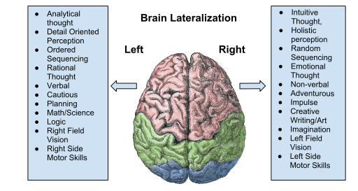 Functions of the Left and Right Hemispheres of the Brain