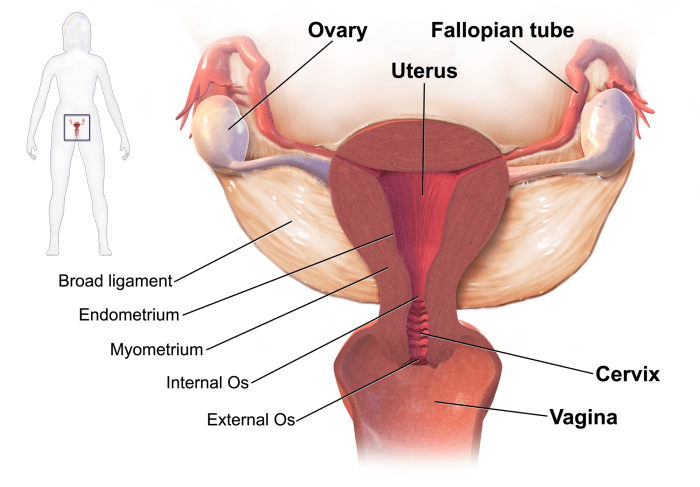 period-clots-when-you-should-be-concerned-healthproadvice-health