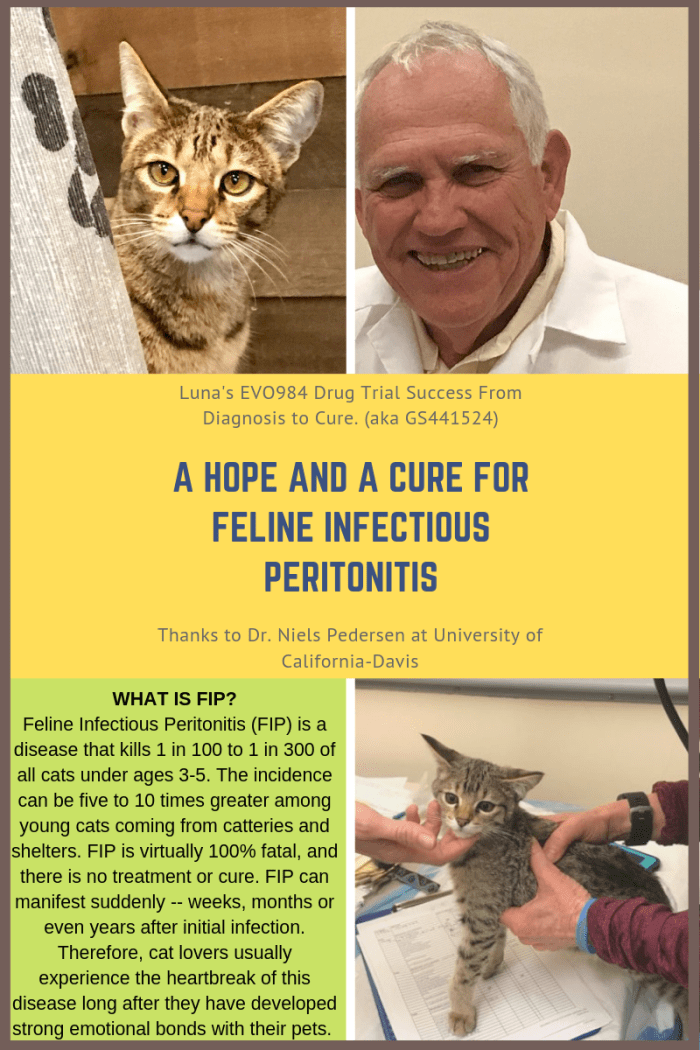 What is FIP in cats? (Our cat, Luna, went to the University of California, Davis, for a brand new FIP drug trial.)