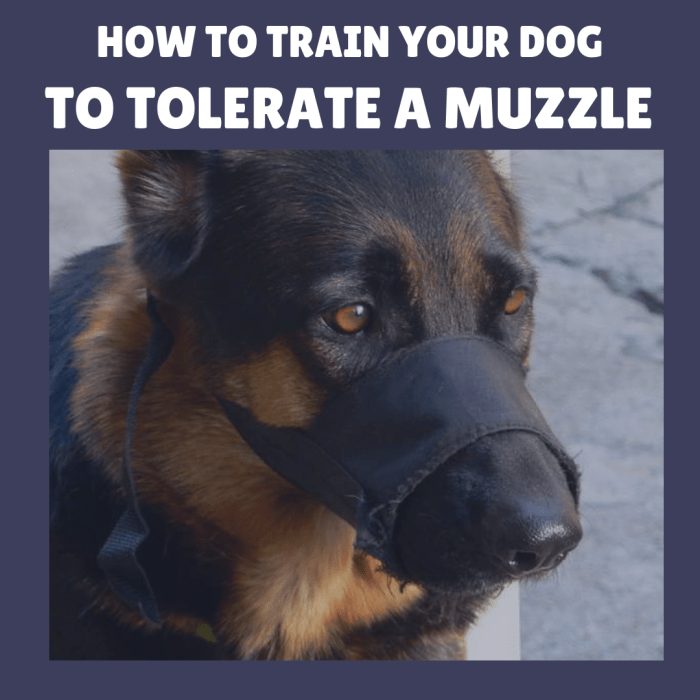 Wearing a muzzle doesn't have to be dreaded—train your dog by using positive reinforcement.