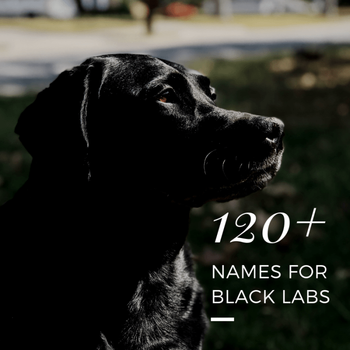 120+ Best Dog Names for Black Labradors PetHelpful By fellow animal