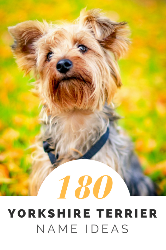 180+ Cute Yorkie Names for Your Tiny Terrier PetHelpful By fellow