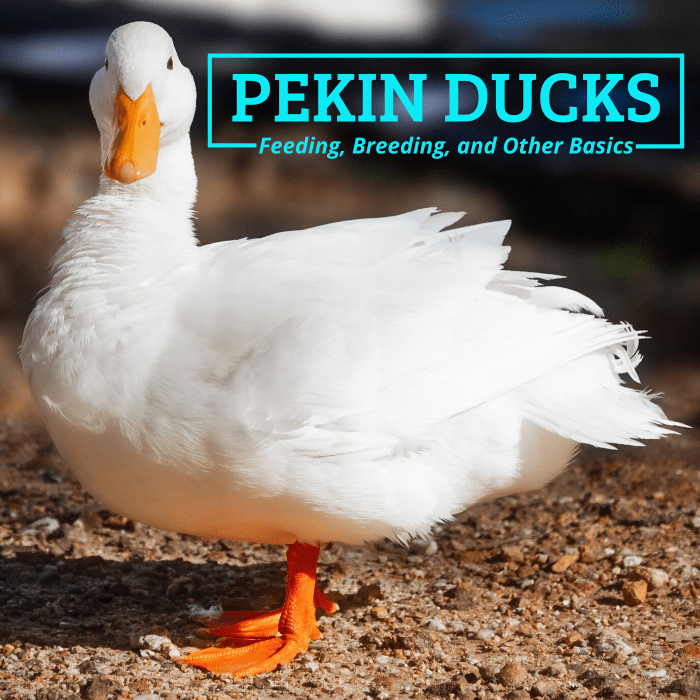 Les canards de Pékin sont de beaux oiseaux copieux qui font de grands animaux de compagnie et montrent des oiseaux, mais sont également prisés pour leur viande et leurs œufs.