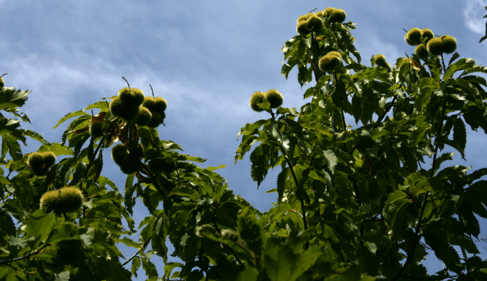 americas-vanished-treasures-the-american-chestnut-tree