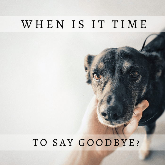 Learning how to analyze your beloved pet's quality of life will help you through the difficult decisions.