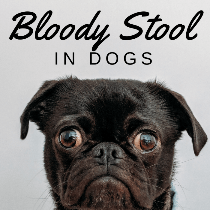 10 Causes of Blood in Dog Poop and Common Treatments PetHelpful By