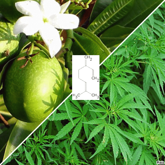 Mangoes, Myrcene and THC