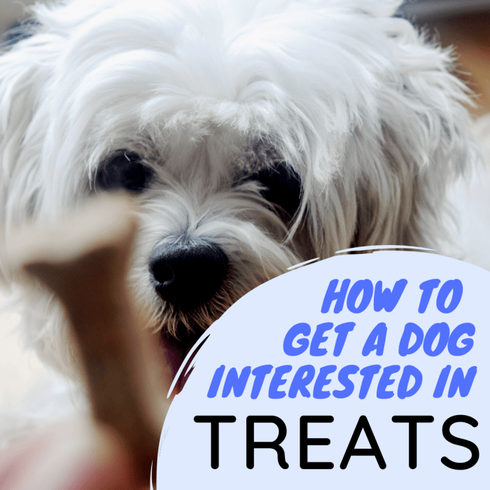 Why Won't My Dog Respond to Treats?