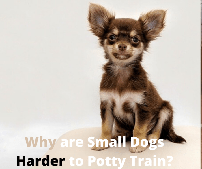 Why Are Small Dogs Harder to Potty Train?
