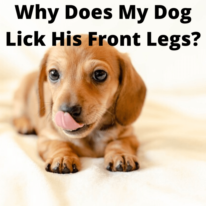 Why Is My Dog Constantly Licking His Front Legs? PetHelpful By