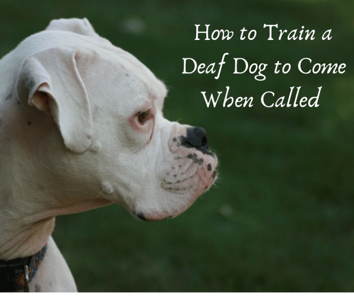 How to Train a Deaf Dog Recall