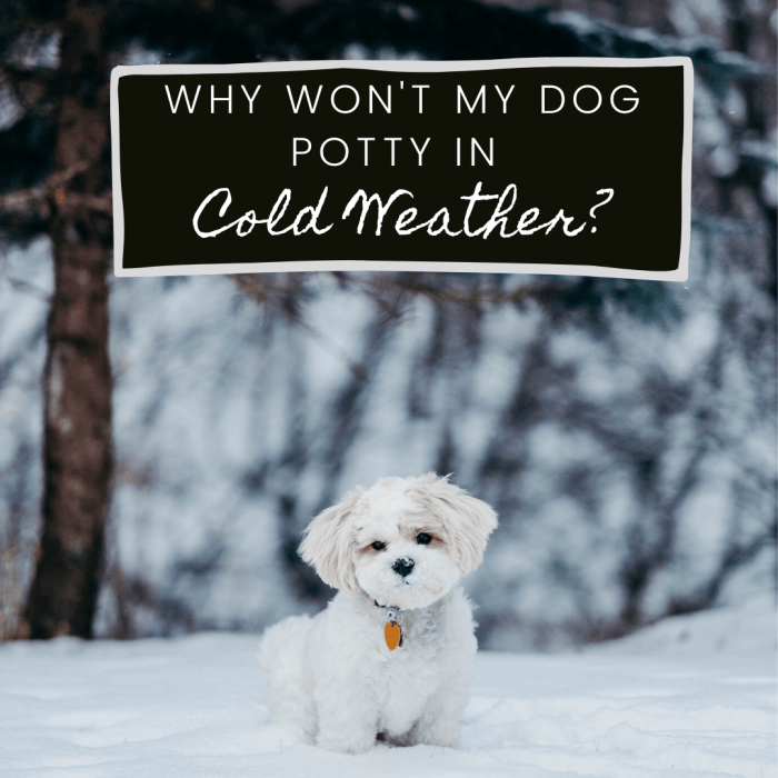 How to Get Your Dog to Potty When It's Cold Out