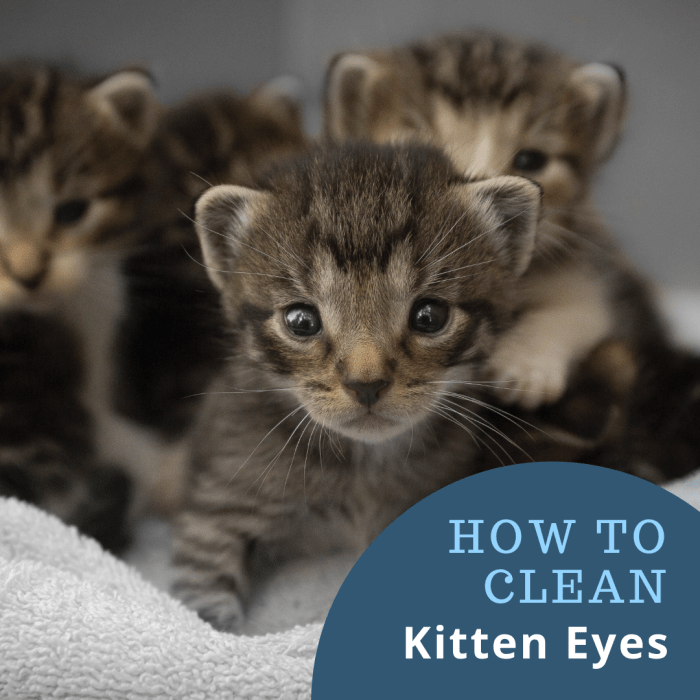 Conseils pour garder les yeux de chaton clairs et propres.