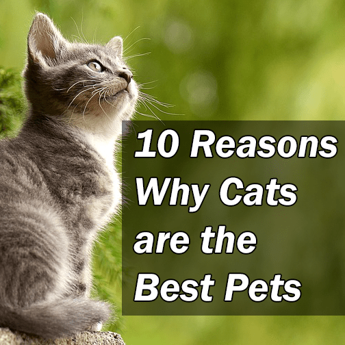 descoperiți 10 motive pentru care pisicile sunt cele mai bune!