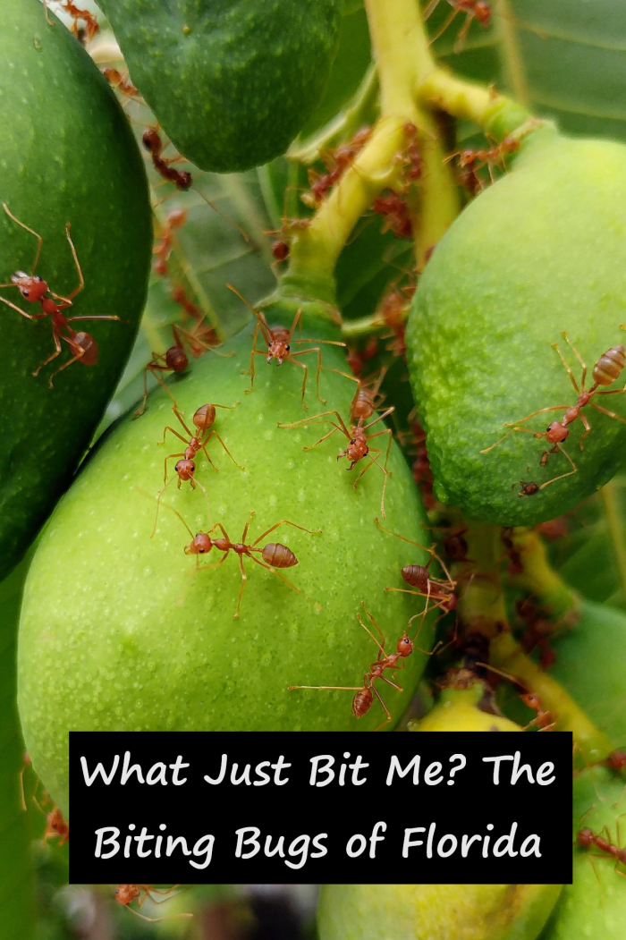 There are many bugs in Florida that will bite or sting you. Read on to find out about ten of the most common culprits.