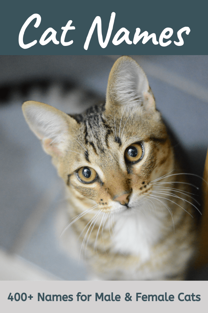 Searching for cat names? You will find plenty of ideas in this list.