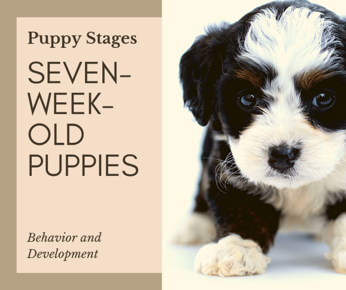 At seven weeks, your puppy is developing some crucial physical traits and social skills. Here is an overview of those that are important to monitor.