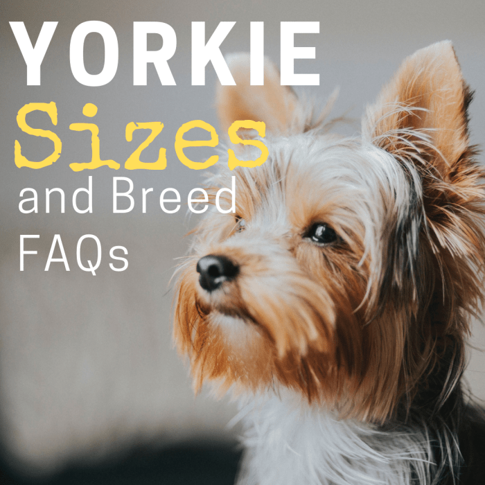Yorkie rozmiary—Giant, Standard i filiżanka
