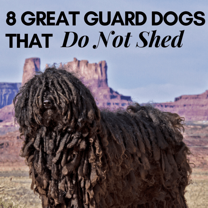 Looking for a large guard-dog companion that won't shed all over the place? Consider these eight breeds.