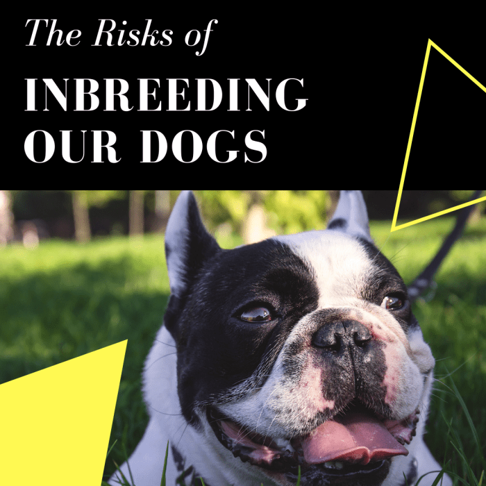 The Consequences of Breeding What Makes a Dog Healthy? PetHelpful