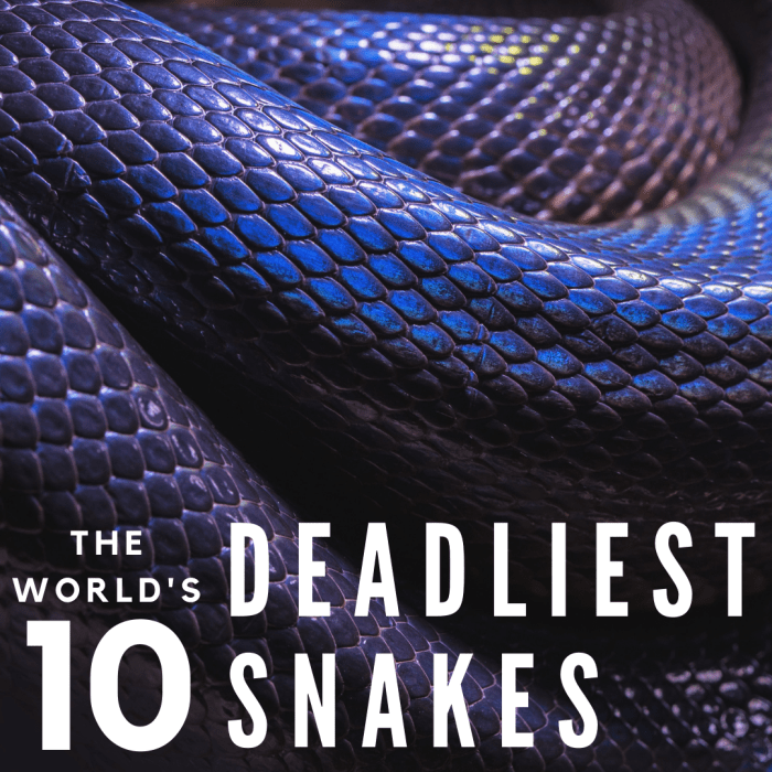 From the Death Adder to the Inland Taipan, here are 10 deadly snakes you never want to cross paths with!