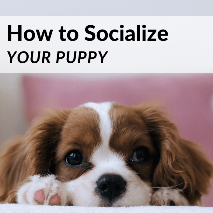 Tips for How to Socialize Your Puppy
