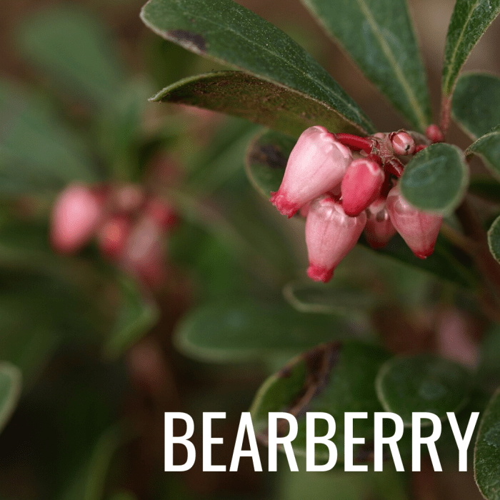 Arbutin is found in natural substances like bearberry and breaks down into hydroquinone—a commonly used skin-brightening ingredient.