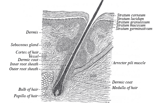 Cross section of hair follicle. The cortex is the part of the hair that stores the melanin, which is what makes up the color of your hair. The rest of the hair is largely made up of keratin.