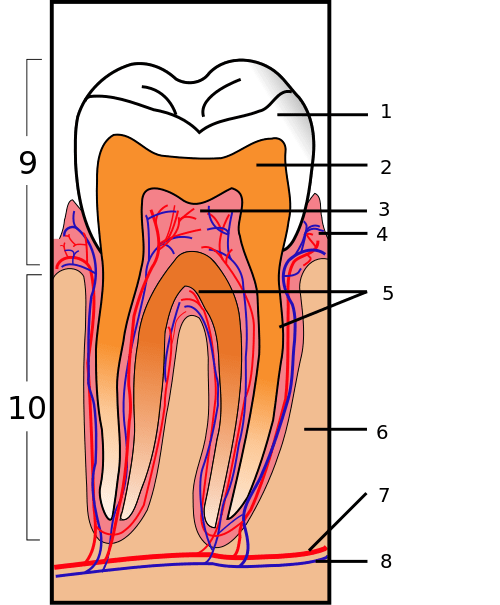 1. Enamel, 2. Dentine, 3. Pulp, 4. Gum, 5. Cementum, 6. Bone, 7. Blood vessel, 8. Nerve. 9. Crown, 10. Root.