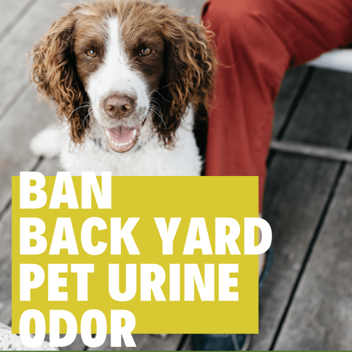 how to get rid of dog pee smell in the backyard naturally