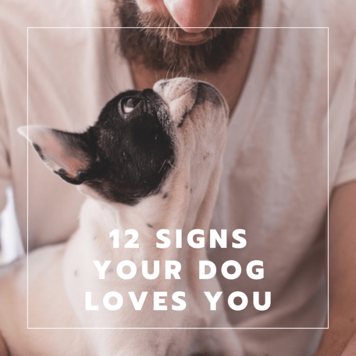 Dog looking up in love