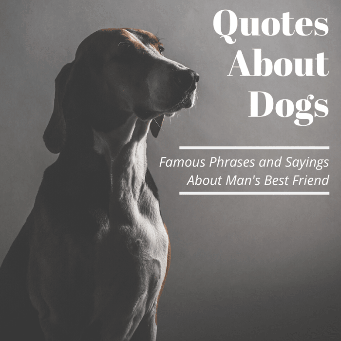 Since their domestication thousands of years ago, dogs have inspired many insightful sayings that still ring true today.